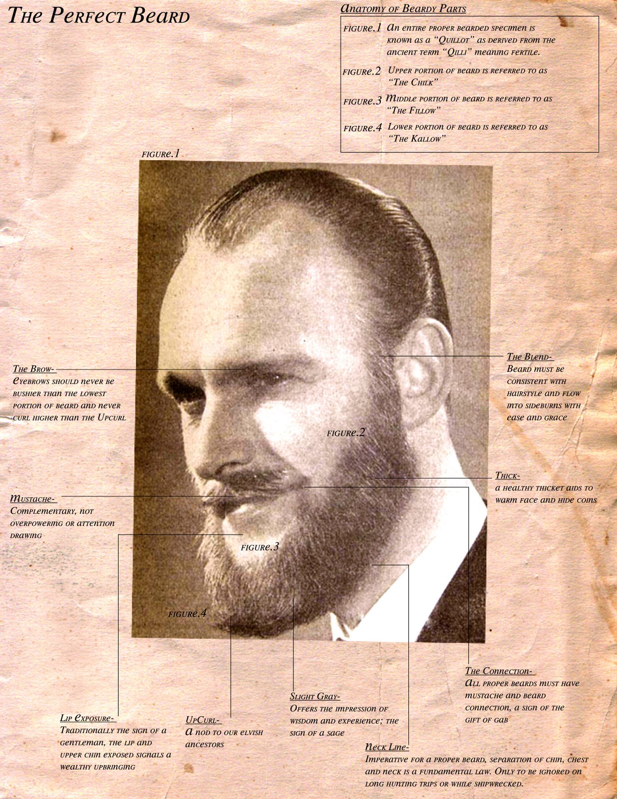 beard_anatomy